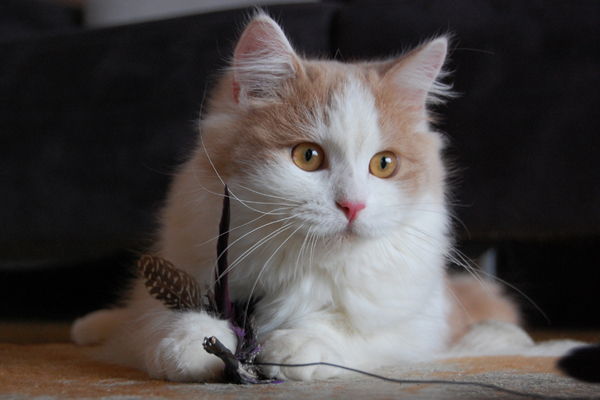 tolle Spielsachen gibt es hier.JPG